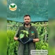 Саджанці Павловнії або Адамове дерево (Paulownia) Р9 - изображение 4