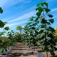 Саджанці Павловнії або Адамове дерево (Paulownia) Р9 - изображение 6
