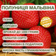 Саженцы клубники (рассада) Мальвина (Malwina) - поздняя, транспортабельная, сочная - изображение 6