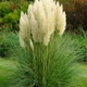 Саджанці Кортадерії білої (Cortaderia selloana) Р9 - изображение 1