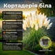Саджанці Кортадерії білої (Cortaderia selloana) Р9 - изображение 2
