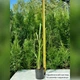 Саджанці Кортадерії білої (Cortaderia selloana) Р9 - изображение 3
