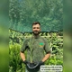 Саджанці Кортадерії білої (Cortaderia selloana) Р9 - изображение 4