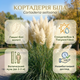 Саджанці Кортадерії білої (Cortaderia selloana) Р9 - изображение 5