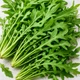 Рукола дикая (многолетняя) 0,5 г - изображение 2