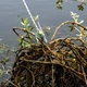 Крюк кошка для чистки от водорослей с веревкой 10 м, складной стальной крюк для пруда, озера, рыбалки - изображение 6