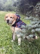 Дощовик-накидка з капюшоном для собак WAUDOG Clothes, малюнок "Нескінченні світи", розмір XXS - зображення 2