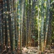 Насіння залізний бамбук, гігантський бамбук, Dendrocalamus strictus 10 шт./пач. - зображення 1