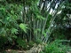 Насіння залізний бамбук, гігантський бамбук, Dendrocalamus strictus 10 шт./пач. - зображення 6