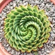 Насіння Спіральне алое, Aloe polyphylla 3 шт/уп - зображення 4