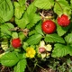 Насіння Дюшенея індійська, Duchesnea indica 10 шт/уп - зображення 2
