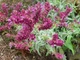 Семена Шалфей канарский, Salvia canariensis 10 шт/уп - изображение 3