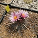 Насіння Телокактус Лауссера, Thelocactus lausseri 5 шт/уп - зображення 1