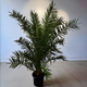 Семена Финиковая пальма канарская, Phoenix canariensis 5 шт/уп - изображение 2