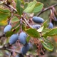 Семена Барбарис испанский , Berberis hispanica 5 шт/уп - изображение 1