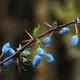 Семена Барбарис испанский , Berberis hispanica 5 шт/уп - изображение 2