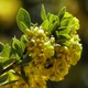 Семена Барбарис испанский , Berberis hispanica 5 шт/уп - изображение 3