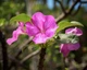 Семена Ункарина звездчатая, Uncarina stellulifera 2 шт/уп - изображение 2