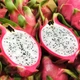 Насіння Пітахайя біла, Hylocereus undatus 10 шт/уп - зображення 1