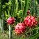 Насіння Пітахайя біла, Hylocereus undatus 10 шт/уп - зображення 2