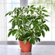 Семена Шеффлера древовидная, Schefflera arboricola 5 шт/уп - изображение 1