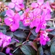 Семена Центрадения крупнолистная, Centradenia grandifolia 10 шт/уп - изображение 2