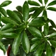 Семена Шеффлера древовидная, Schefflera arboricola 5 шт/уп - изображение 4