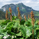 Насіння Щавель кінський, Rumex confertus 20 шт/уп - зображення 1