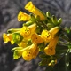 Семена Табак древовидный, Nicotiana glauca 20 шт/уп - изображение 2