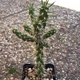 Семена Цилиндропунция черепитчатая (морозостойкая), Cylindropuntia imbricata 10 шт/уп - изображение 2