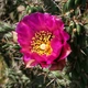 Семена Цилиндропунция черепитчатая (морозостойкая), Cylindropuntia imbricata 10 шт/уп - изображение 4