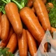 Морковь Кампіно, 10 г, Садиба - изображение 2