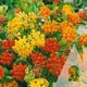 Асклепіас Тубероза, 0,1 г, СЦ - зображення 2