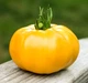 Томат Ямамото (KS 10) F1 великоплідний жовтий 8 шт Kitano Seeds - зображення 2