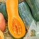Тыква Лонг Неаполь, 10 шт., Садиба - изображение 3