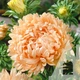 Айстра Дюшес абрикосова, 0,2 г, Садиба - зображення 2