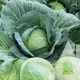 Капуста белокочанная Бригадир F1, 20 шт., Садиба - изображение 3