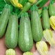 Кабачок Скворушка, 2 г, Традиция - изображение 2