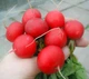 Редиска Рудольф, 3 г - зображення 2