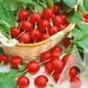 Редис Суперстар, 10 г, Садиба - зображення 3