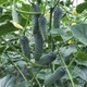 Огірок Лютояр F1 Yuksel Seeds 10 шт - зображення 2