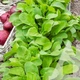 Рукола Рокет салат, 10 г, Садиба - изображение 3