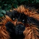 М'яка іграшка Mikamax Giant Tarantula 1265202 85 см (8721154050049) - зображення 3