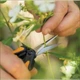 Ножницы Fiskars Solid Micro-Tip SP13 для растений и цветов - изображение 6