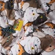 Набір наволочок Moon&Star Бязь Gold Люкс Moon Cats 40х40 см 2 шт (MS-840001512) - зображення 3