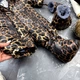Комбинезон детский BEWARM Kodiaq Leopard 62-68 см (5085L62) - изображение 6