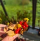 Насіння Глоріоза 5шт - изображение 2