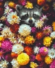 Картина по номерам Енотик в цветах, Rainbow Art (GX34614) 40х50 см. (0096-1739) - изображение 1