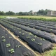 Агроволокно Agreen перфороване 2 отв (1,07х5) чорне 013379 - изображение 14