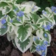 Брунера "Variegata" - зображення 3